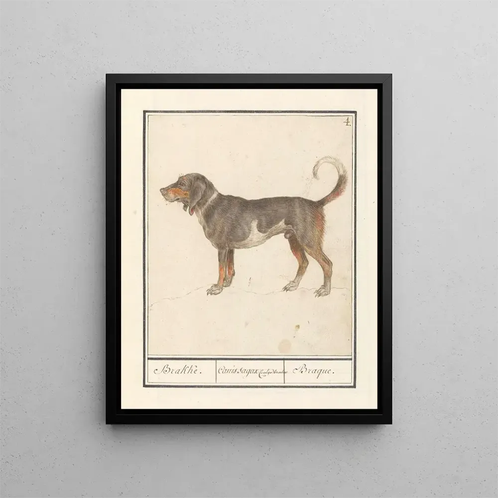 Gemälde Beagle des Braque du Bourbonnais Canis lupus familiaris - Anselmus Botius de Boodt