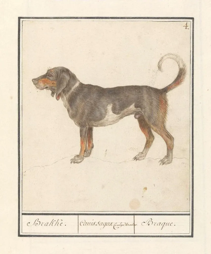 Gemälde Beagle des Braque du Bourbonnais Canis lupus familiaris - Anselmus Botius de Boodt