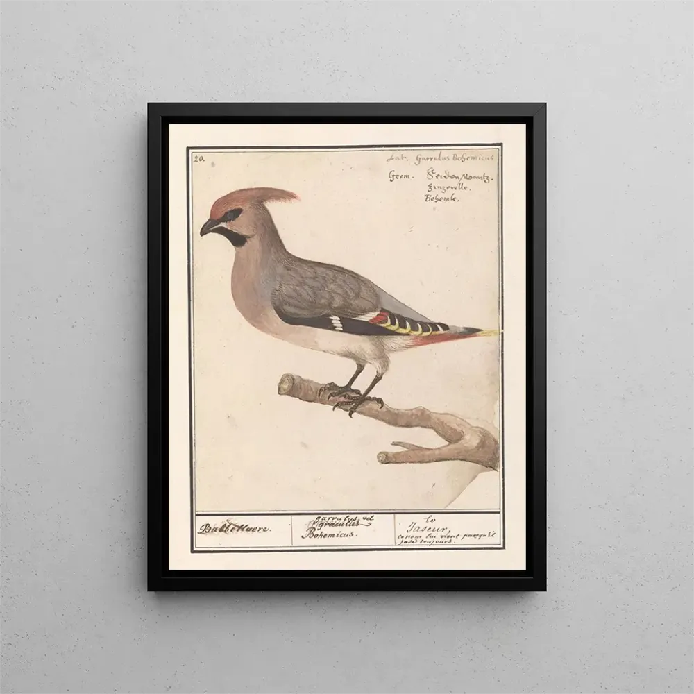 Gemälde Bombycilla Pestvogel bavarde - Anselmus Botius de Boodt | Kunstdruck