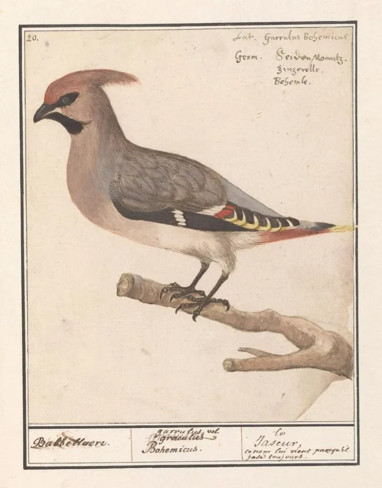 Gemälde Bombycilla Pestvogel bavarde - Anselmus Botius de Boodt | Kunstdruck