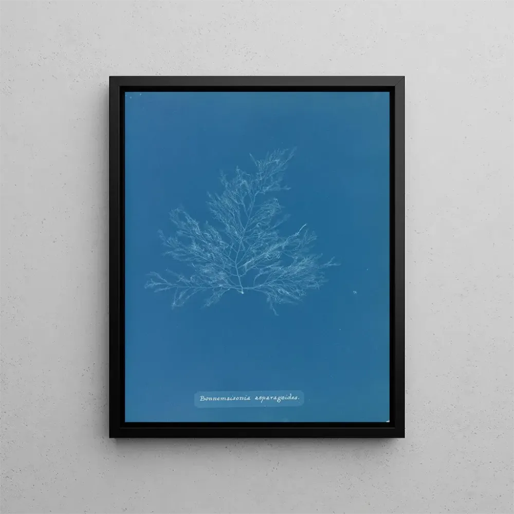 Gemälde Bonnemaisonia asparagoides - Anna Atkins | Kunstdruck