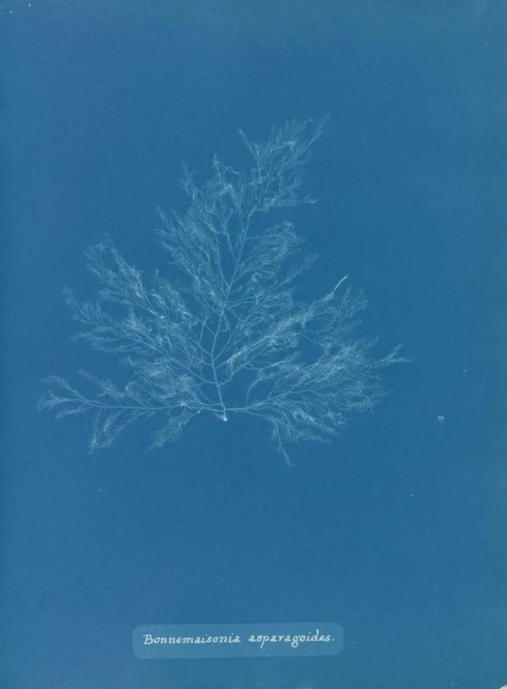 Gemälde Bonnemaisonia asparagoides - Anna Atkins | Kunstdruck