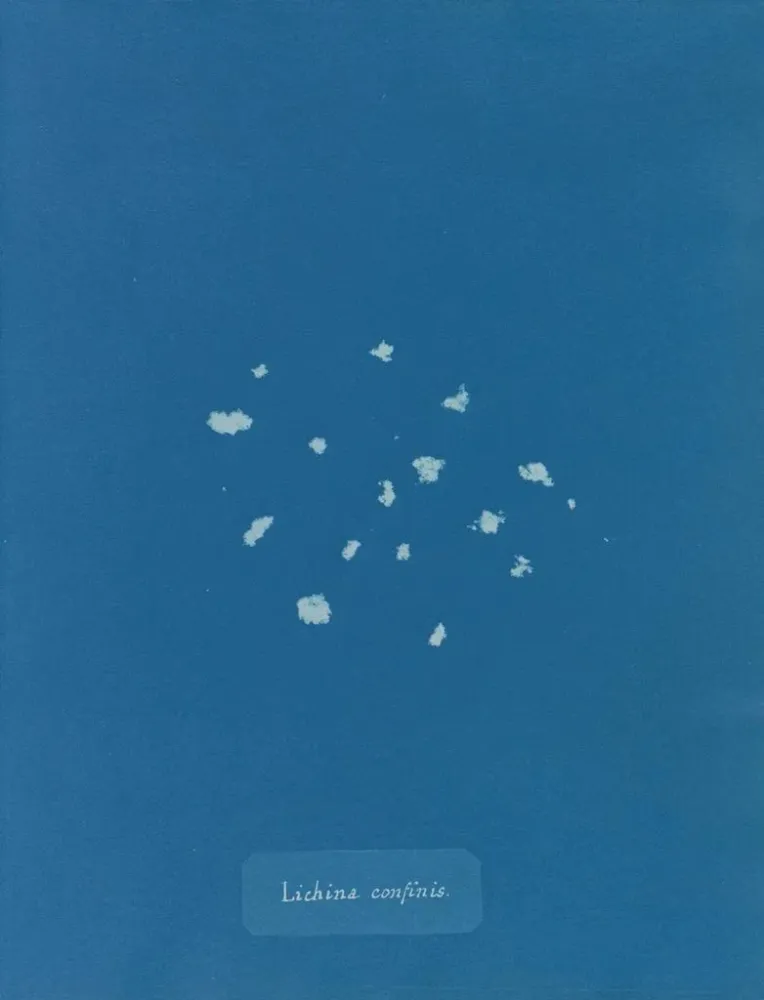 Gemälde Bordüre de lichen - Anna Atkins | Kunstdruck