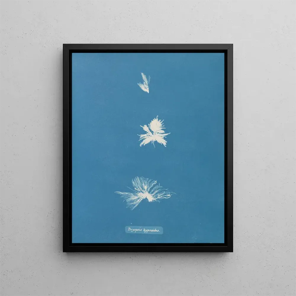 Gemälde Bryopsis hypnoides - Anna Atkins | Kunstdruck