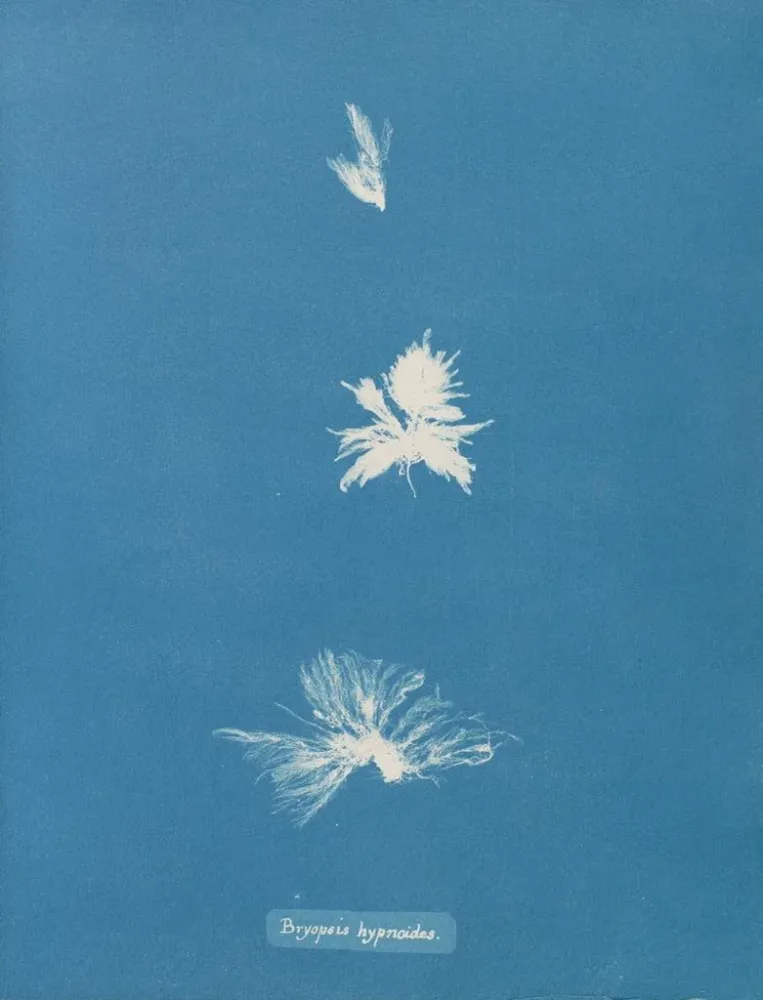 Gemälde Bryopsis hypnoides - Anna Atkins | Kunstdruck