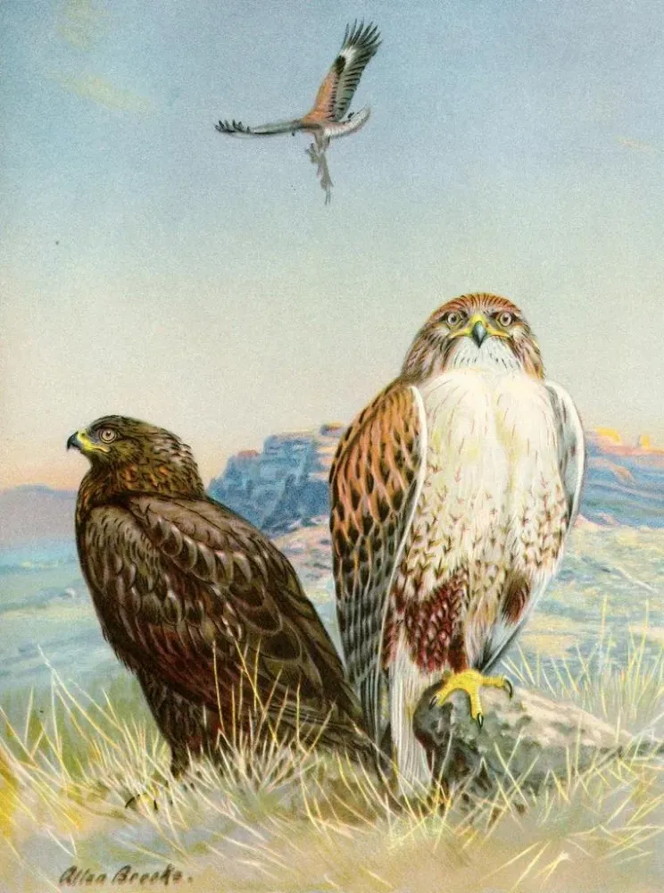 Gemälde Buse pattue rouilleuse - Allan Brooks