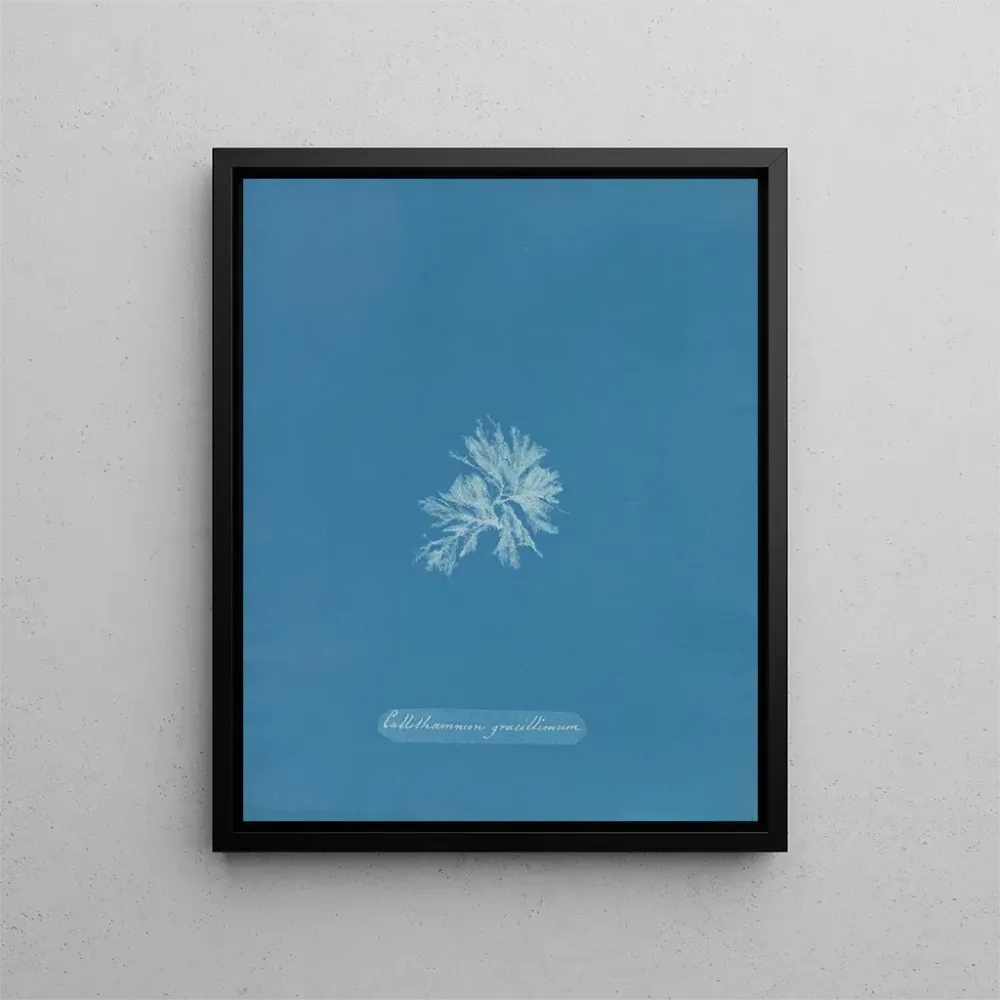 Gemälde Callithamnion gracillimum - Anna Atkins | Kunstdruck