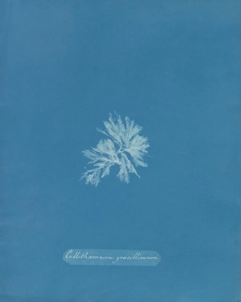 Gemälde Callithamnion gracillimum - Anna Atkins | Kunstdruck