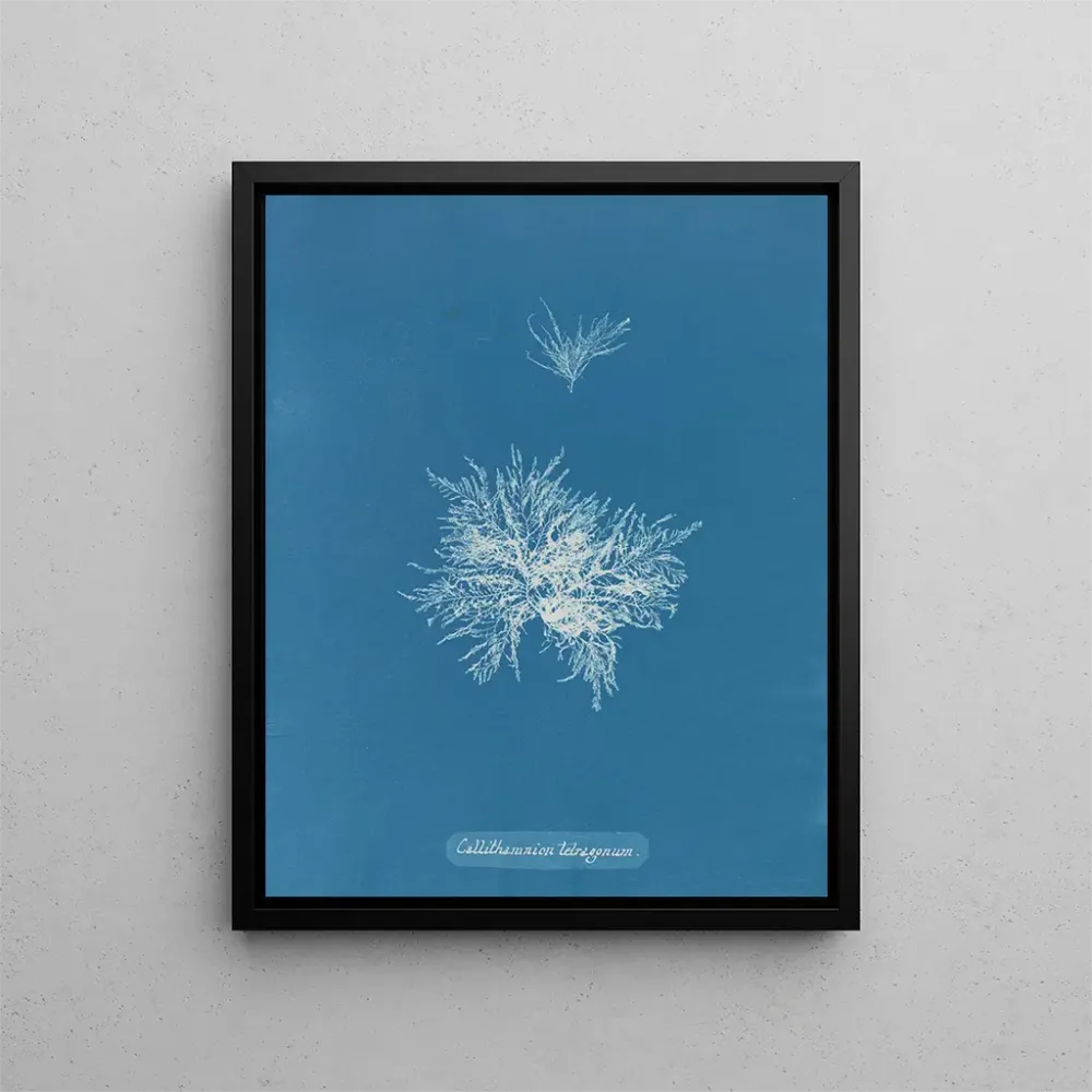 Gemälde Callithamnion tetragonum - Anna Atkins