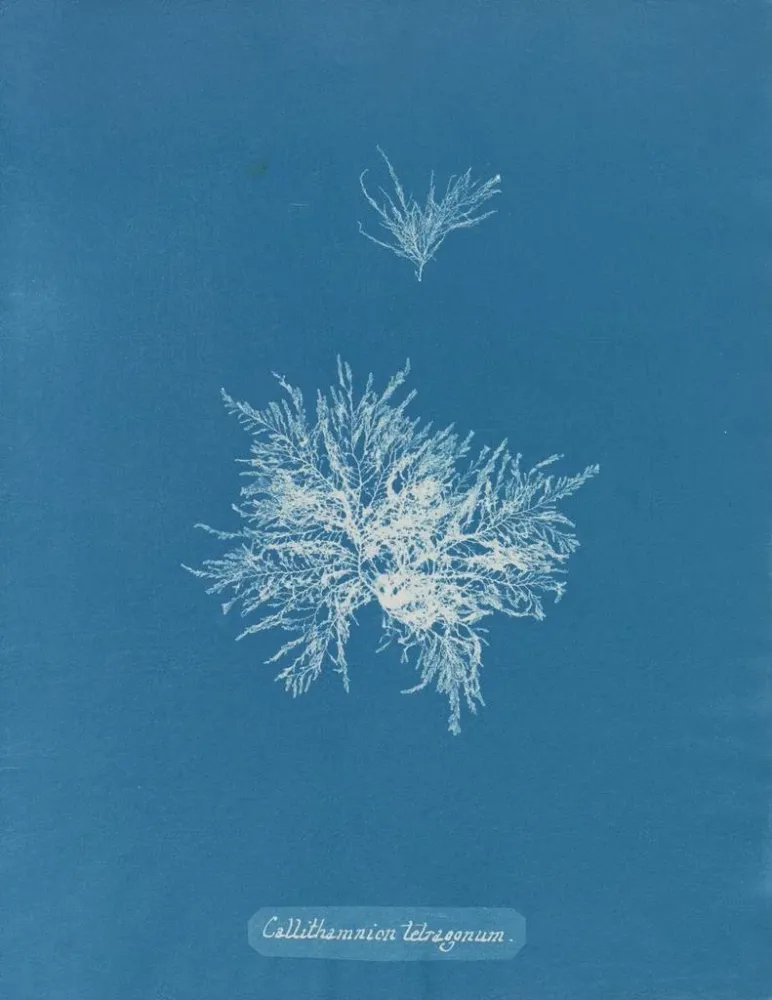 Gemälde Callithamnion tetragonum - Anna Atkins