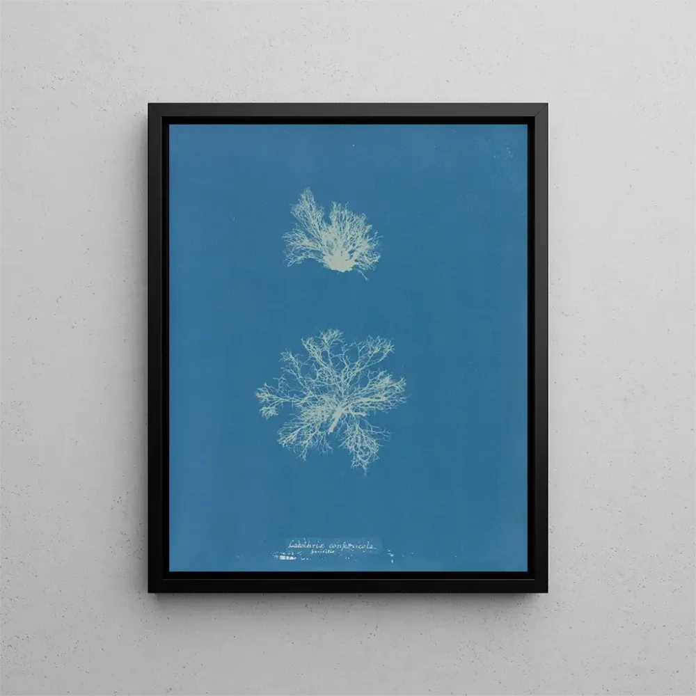 Gemälde Calothrix confervicola - Anna Atkins | Kunstdruck