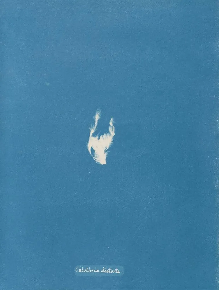 Gemälde Calothrix distortiona - Anna Atkins | Kunstdruck