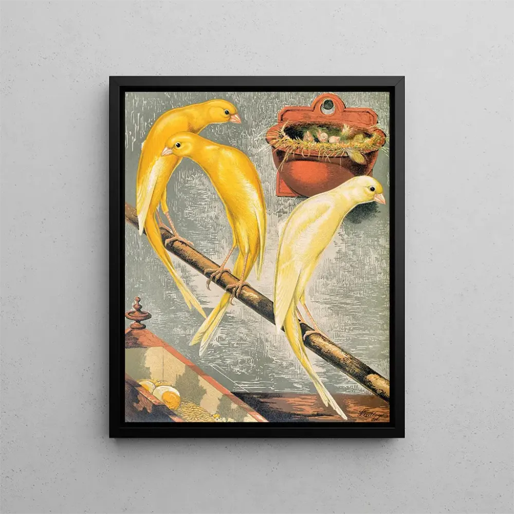 Gemälde Canaris écossais fancy - W. . Blakston | Kunstdruck
