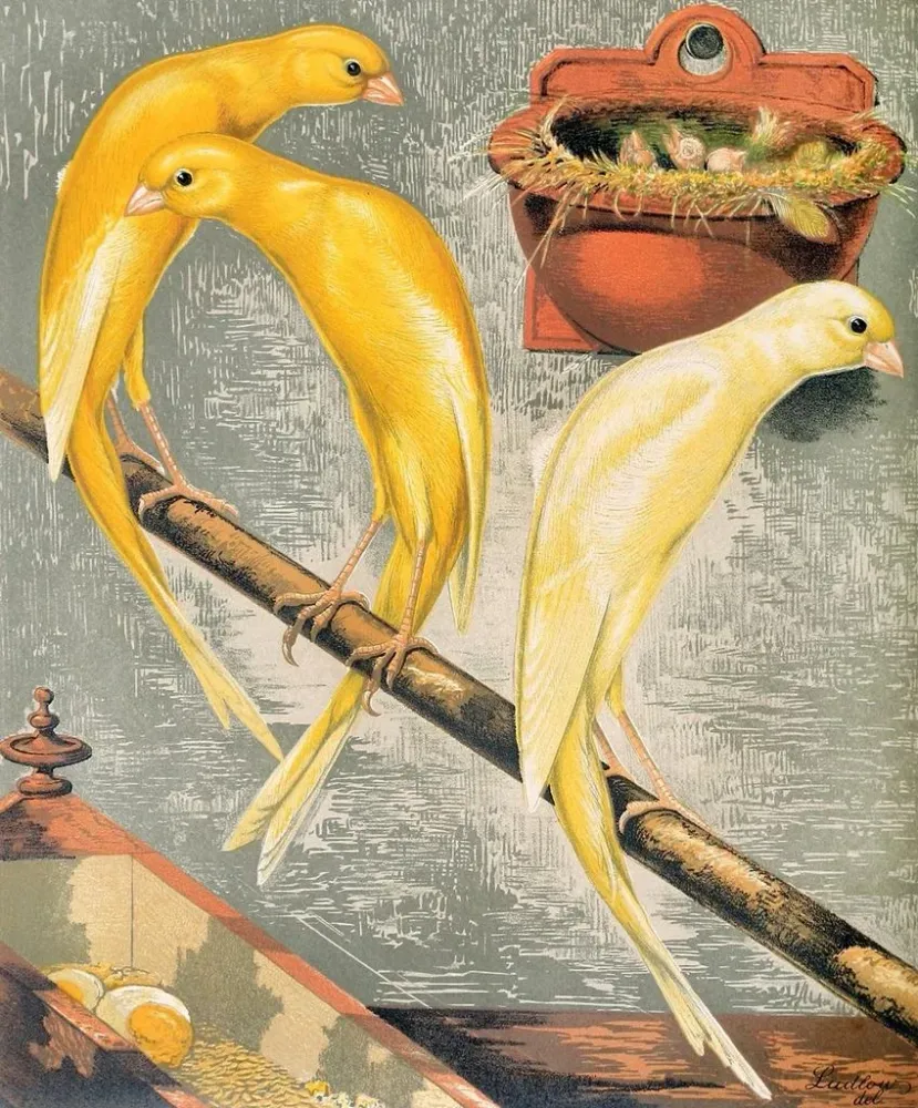 Gemälde Canaris écossais fancy - W. . Blakston | Kunstdruck