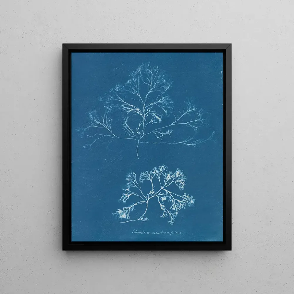 Gemälde Chondrus membranifolius - Anna Atkins | Kunstdruck