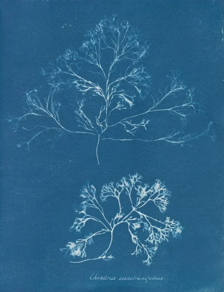 Gemälde Chondrus membranifolius - Anna Atkins | Kunstdruck