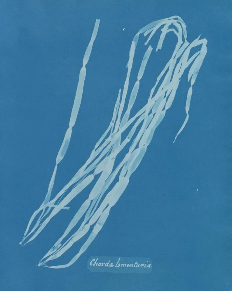 Gemälde Chorda lomentaria - Anna Atkins | Kunstdruck