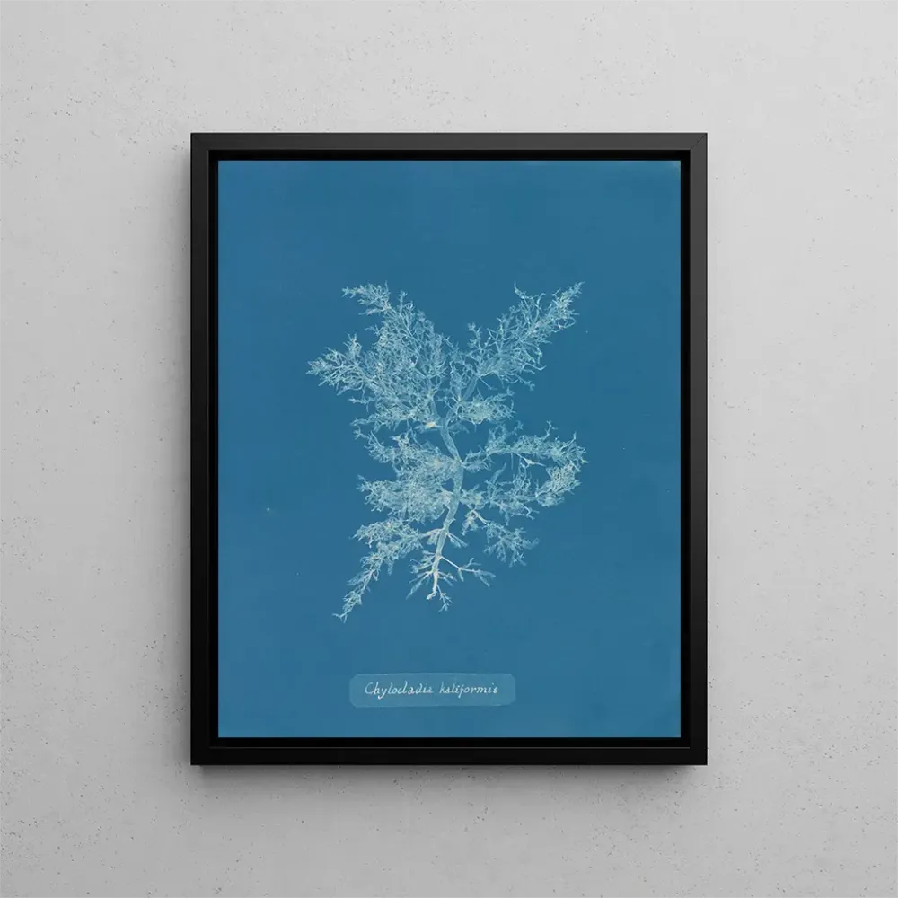 Gemälde Chylocladia califormis - Anna Atkins | Kunstdruck