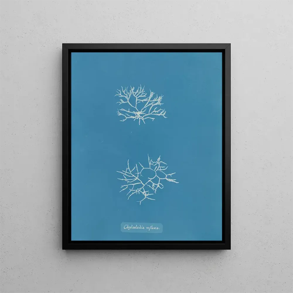 Gemälde Chylocladia reflexa - Anna Atkins