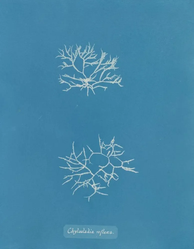 Gemälde Chylocladia reflexa - Anna Atkins