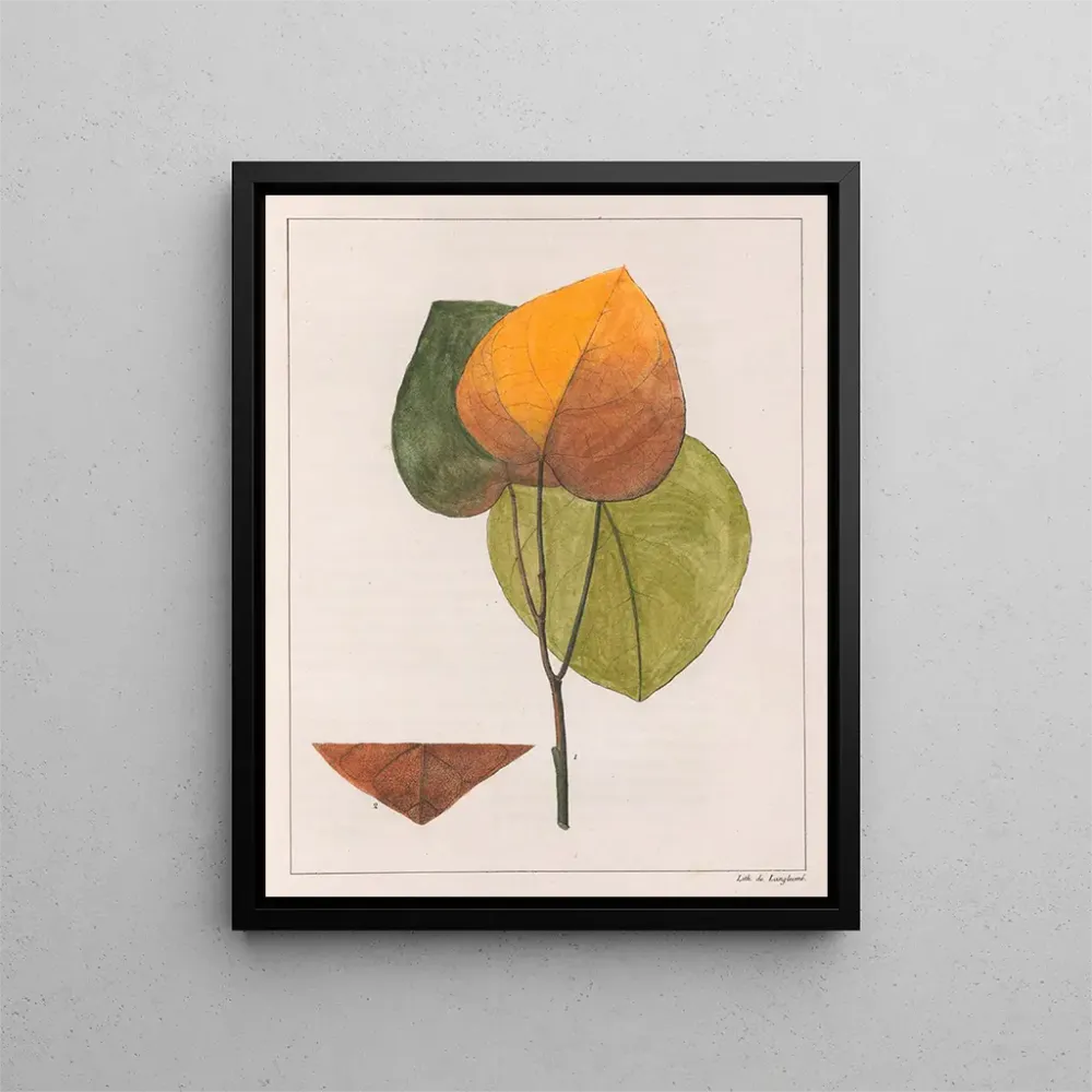 Gemälde Cocculus platyphylla - Auguste de Saint-Hilaire | Kunstdruck