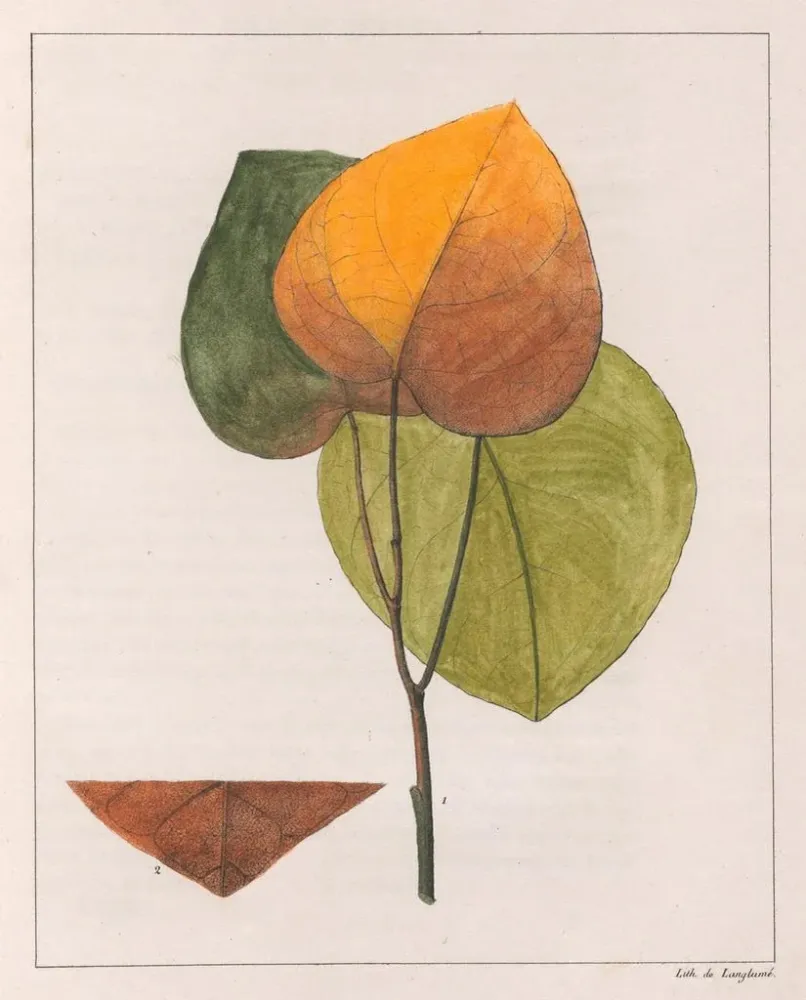 Gemälde Cocculus platyphylla - Auguste de Saint-Hilaire | Kunstdruck