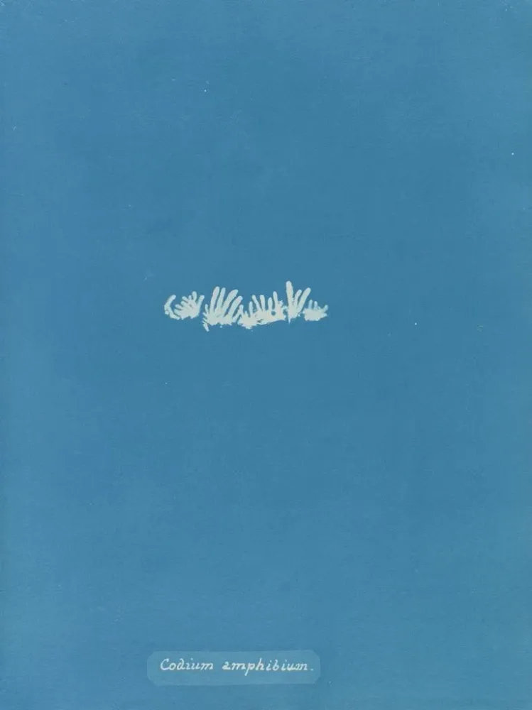 Gemälde Codium amphibium - Anna Atkins