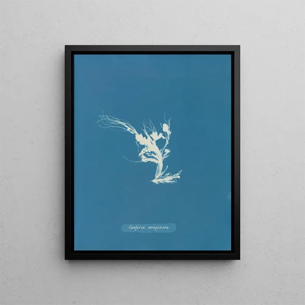 Gemälde Conferva rouillé - Anna Atkins | Kunstdruck