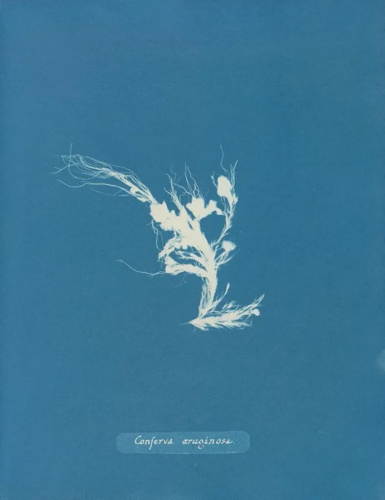 Gemälde Conferva rouillé - Anna Atkins | Kunstdruck