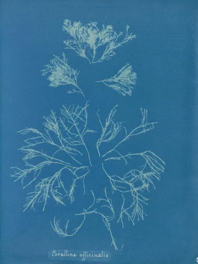 Gemälde Corallina officinalis - Anna Atkins | Kunstdruck