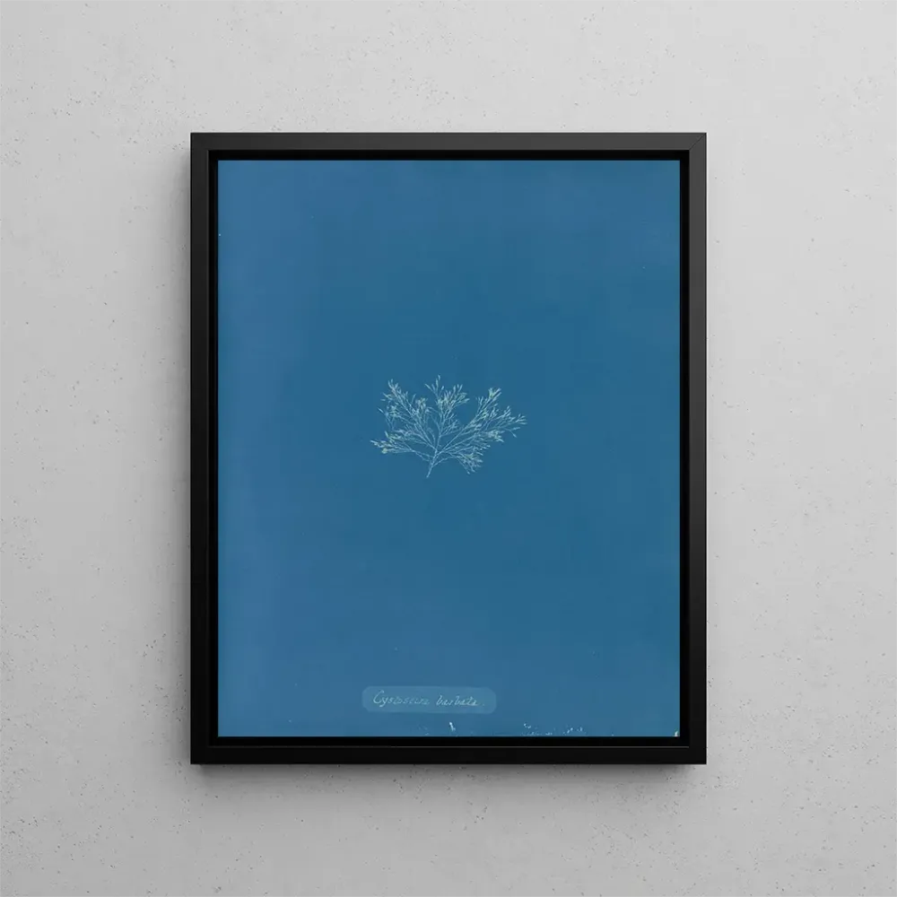 Gemälde Cystoseira barbata - Anna Atkins | Kunstdruck