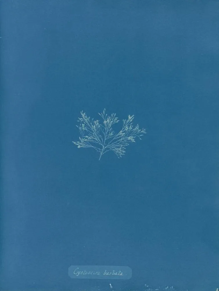 Gemälde Cystoseira barbata - Anna Atkins | Kunstdruck