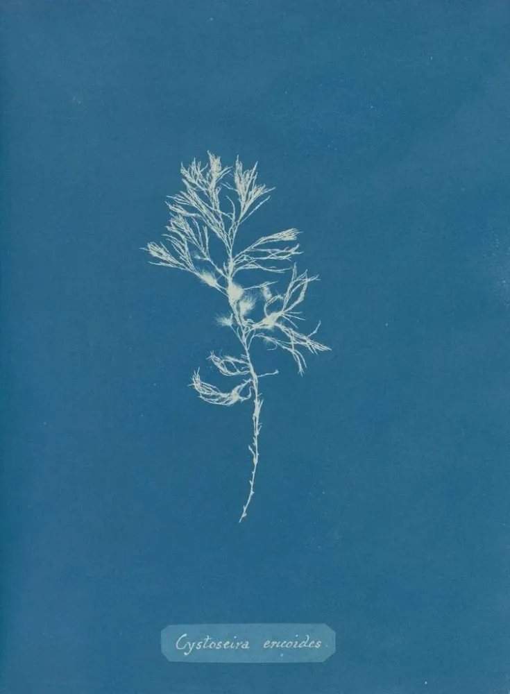 Gemälde Cystoseira ericoides - Anna Atkins