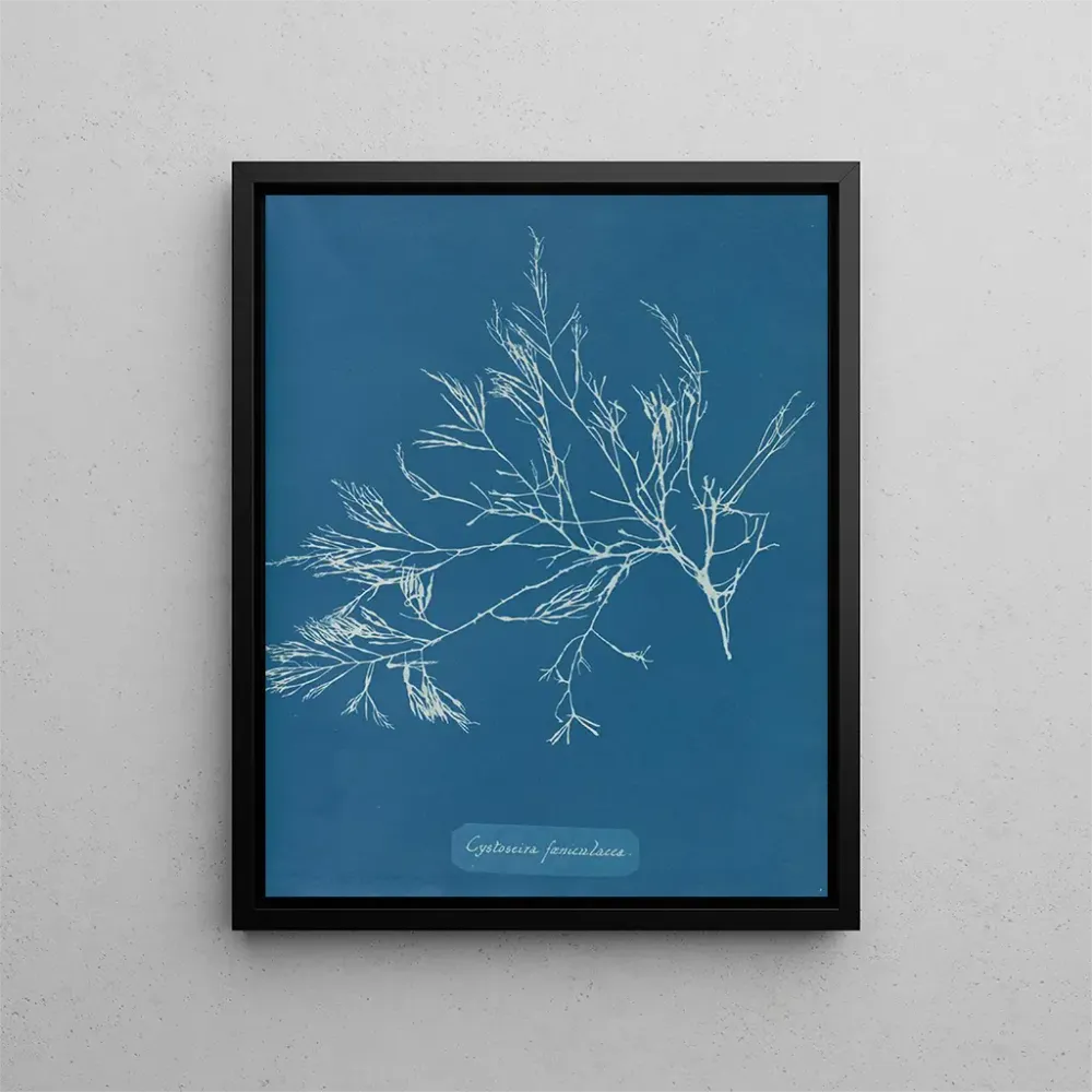 Gemälde Cystoseira foeniculacea - Anna Atkins | Kunstdruck