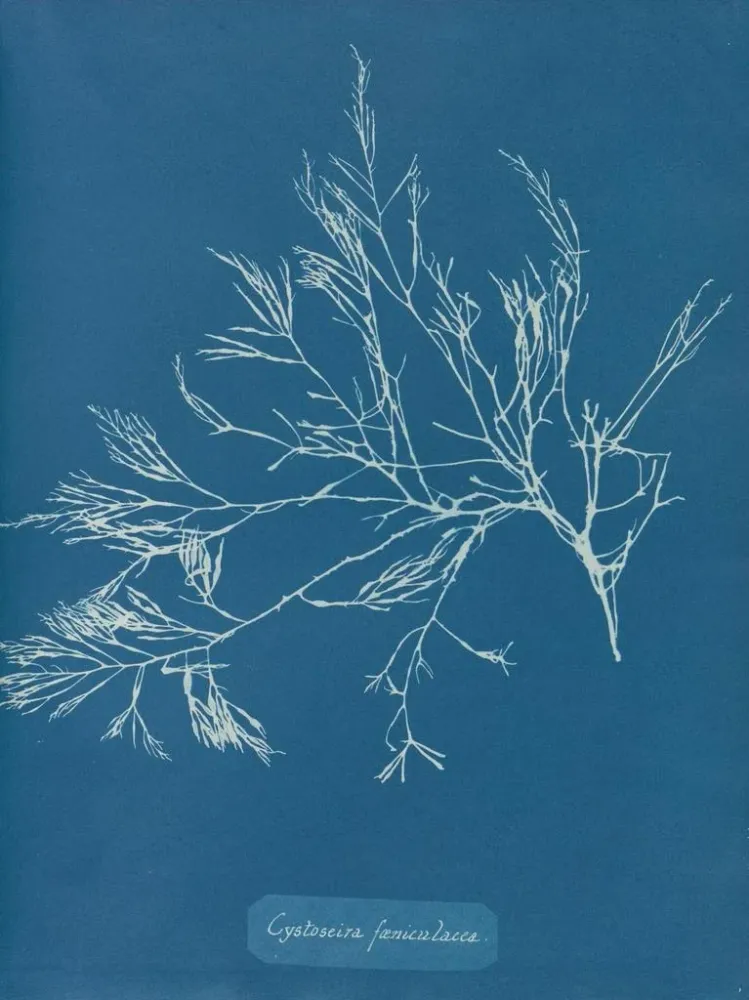 Gemälde Cystoseira foeniculacea - Anna Atkins | Kunstdruck