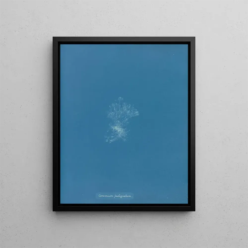 Gemälde Dach aus Keramik - Anna Atkins | Kunstdruck