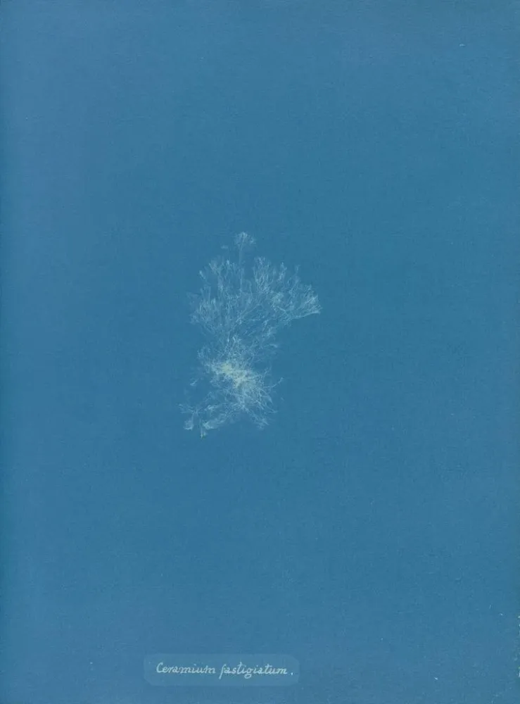 Gemälde Dach aus Keramik - Anna Atkins | Kunstdruck