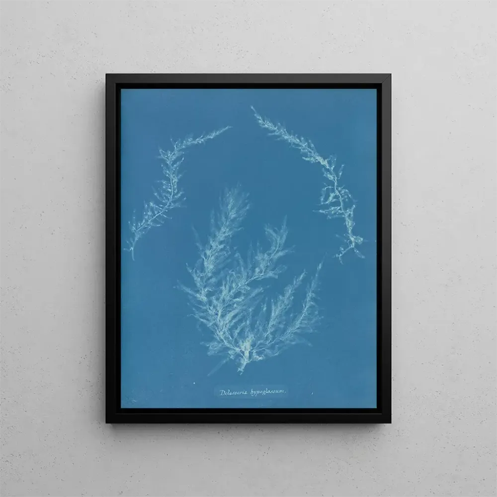 Gemälde Delesseria hypoglossum - Anna Atkins | Kunstdruck