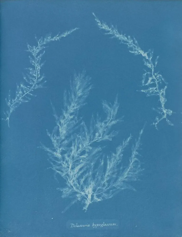Gemälde Delesseria hypoglossum - Anna Atkins | Kunstdruck