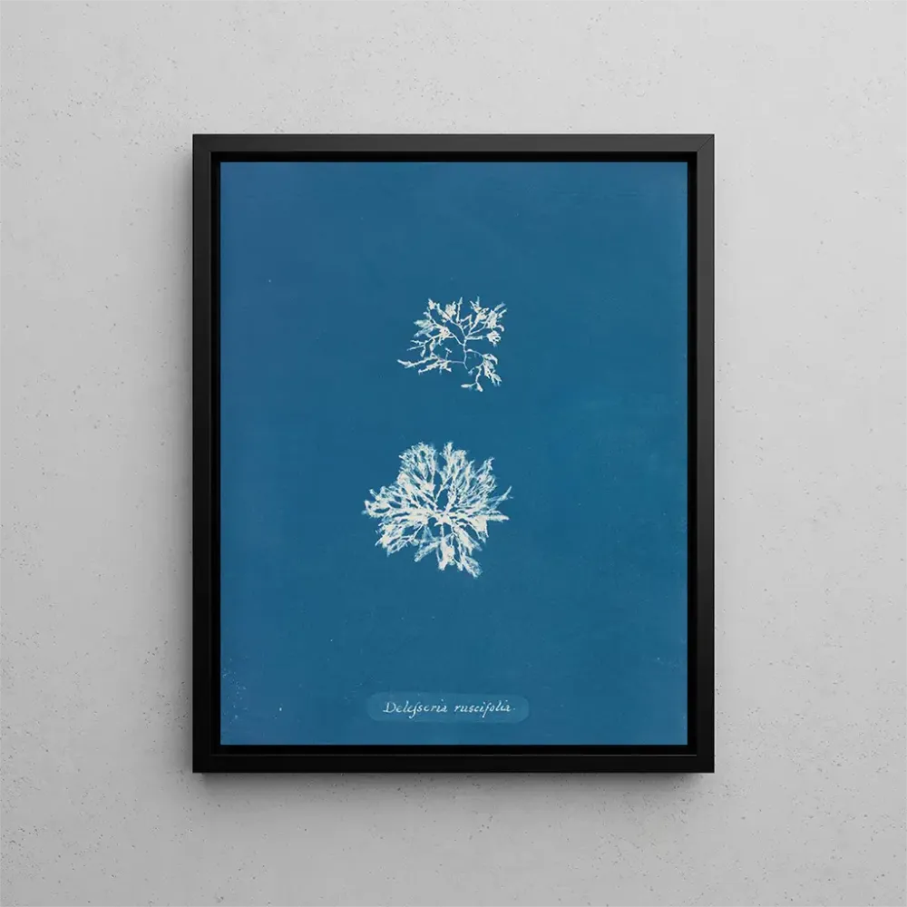 Gemälde Delesseria ruscifolia - Anna Atkins | Kunstdruck