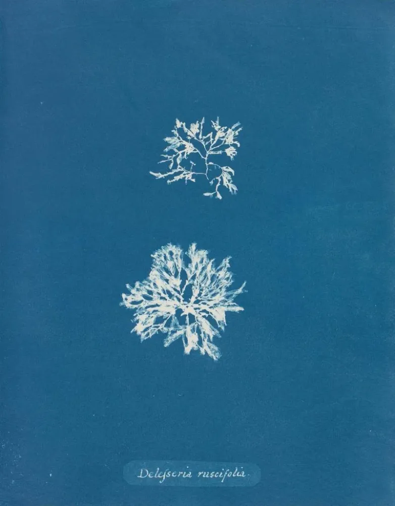Gemälde Delesseria ruscifolia - Anna Atkins | Kunstdruck