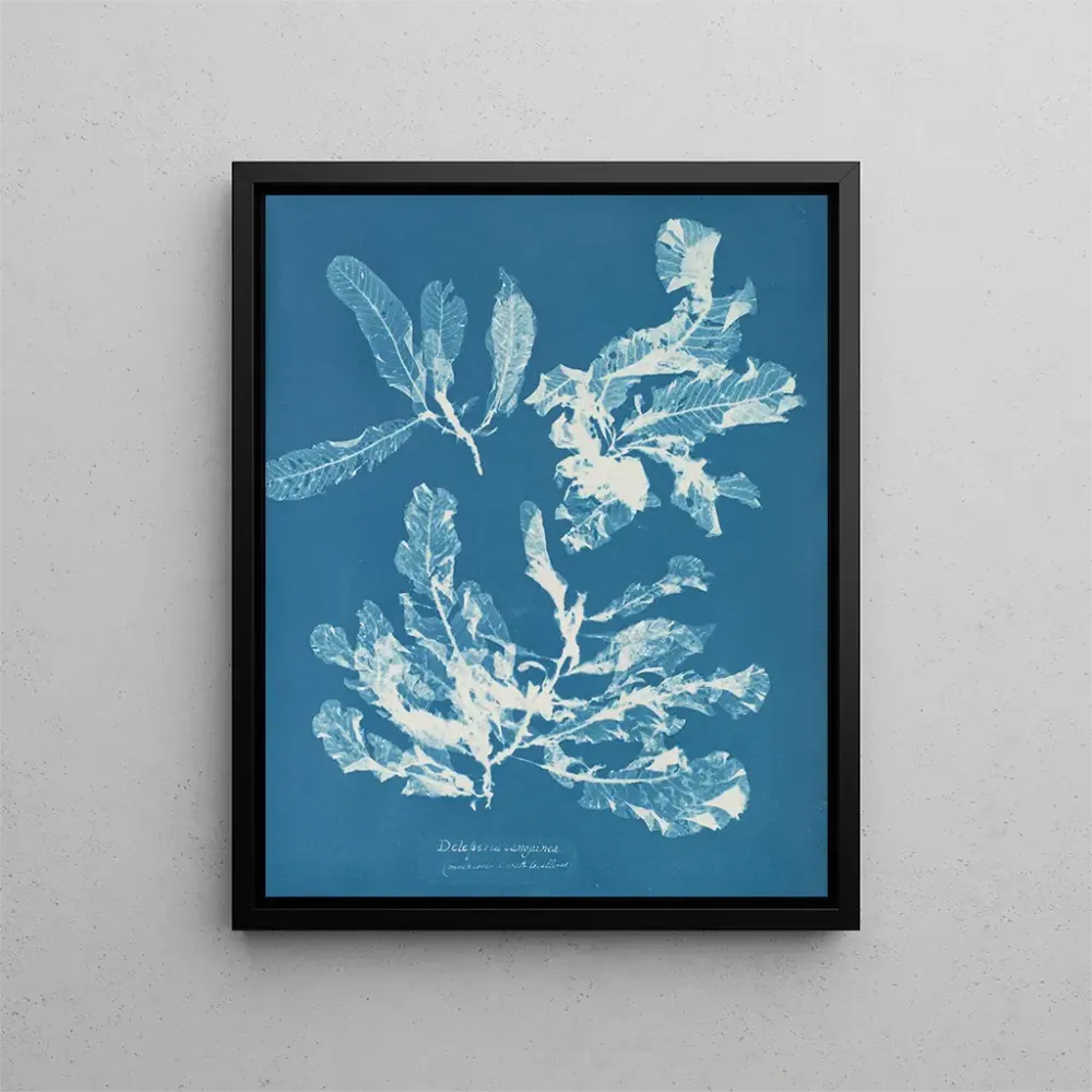 Gemälde Delesseria sanguinea - Anna Atkins