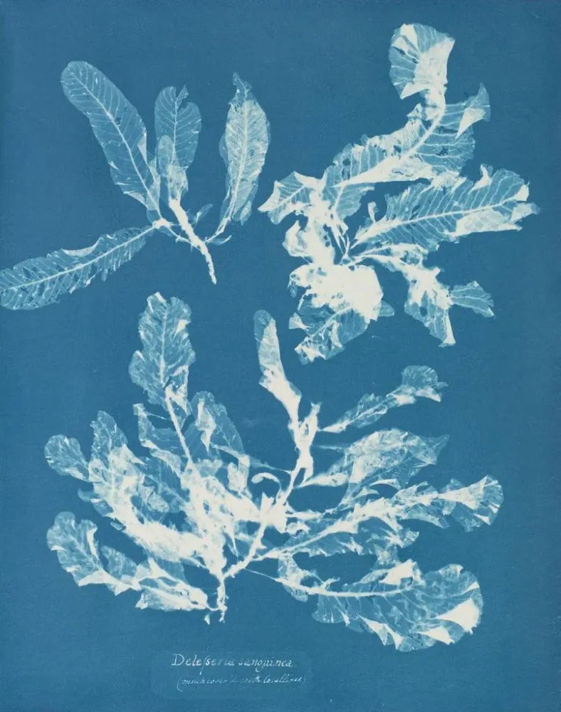 Gemälde Delesseria sanguinea - Anna Atkins