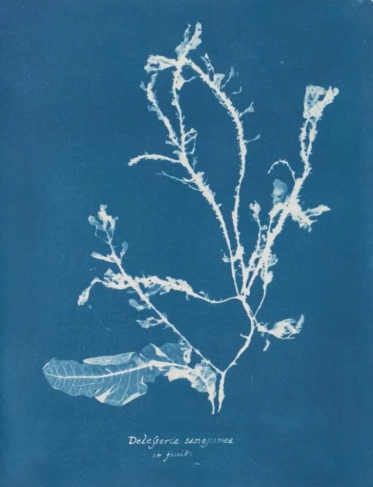 Gemälde Delesseria sanguinea en fruit - Anna Atkins | Kunstdruck