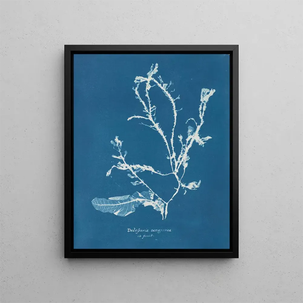 Gemälde Delesseria sanguinea en fruit - Anna Atkins | Kunstdruck