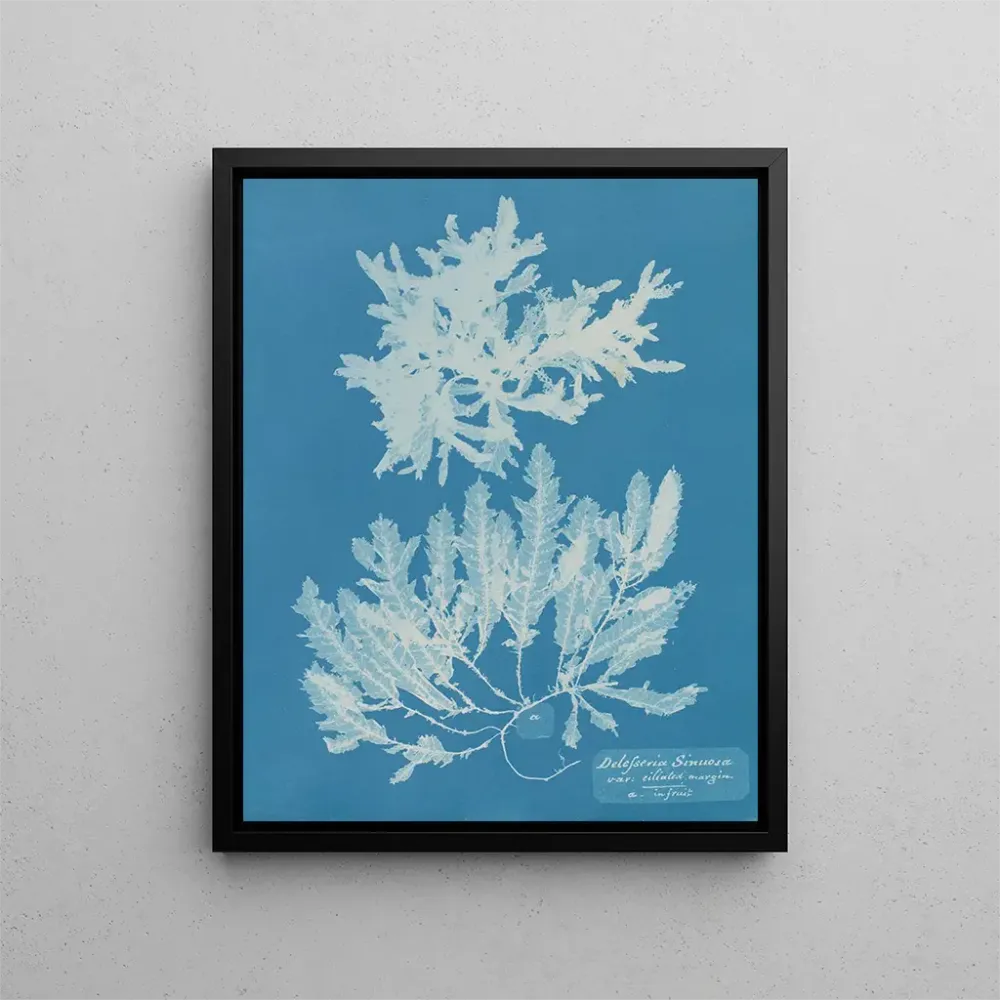 Gemälde Delesseria sinuosa marge ciliée du fruit - Anna Atkins
