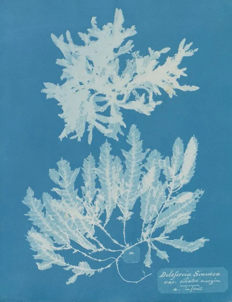 Gemälde Delesseria sinuosa marge ciliée du fruit - Anna Atkins