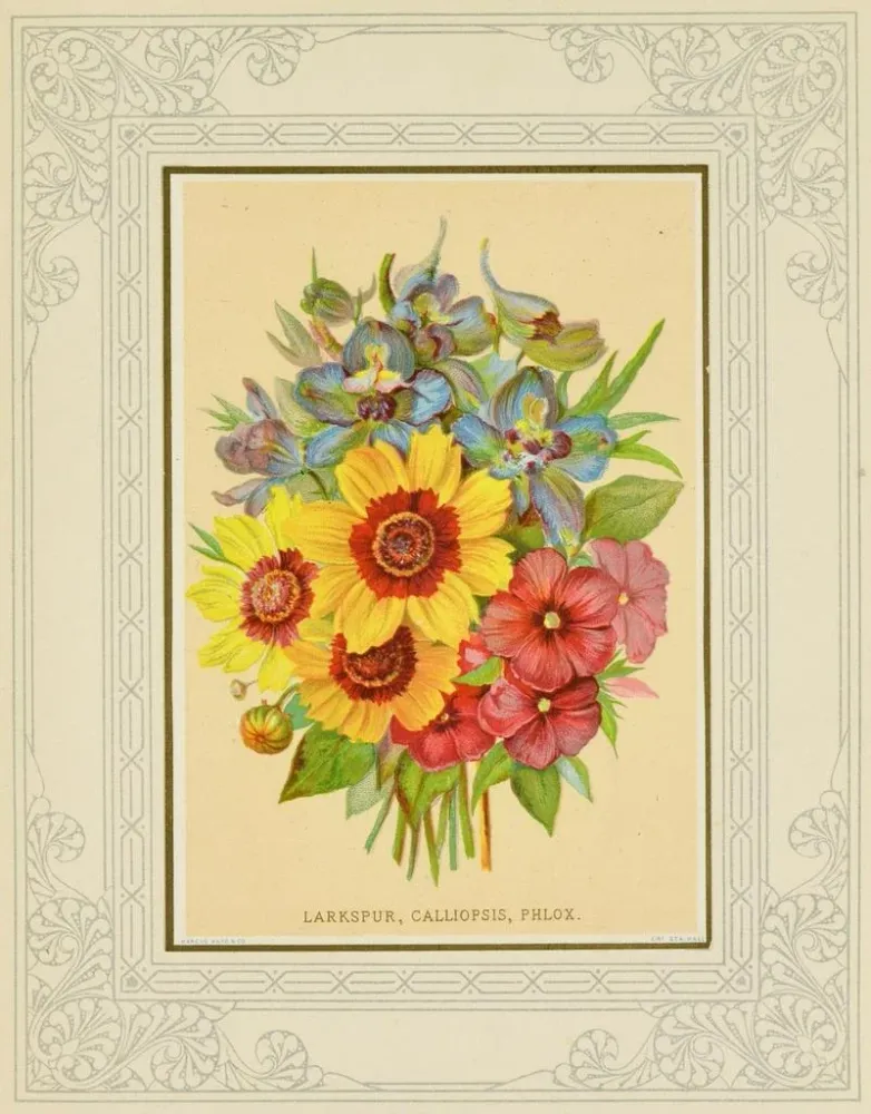 Gemälde Delphinium, Calliopsis, Phlox - Marcus Ward & Co. | Kunstdruck