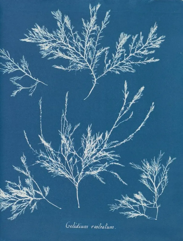 Gemälde Der Raureif auf der Nase - Anna Atkins