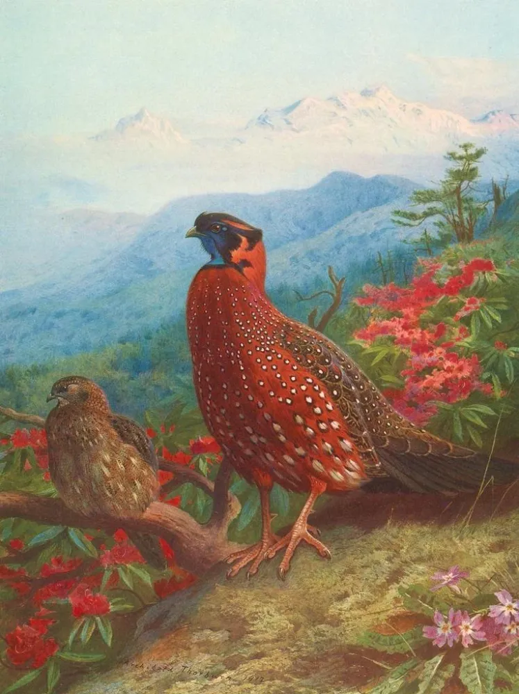 Gemälde Der Satyre tragopan - Archibald Thorburn | Kunstdruck